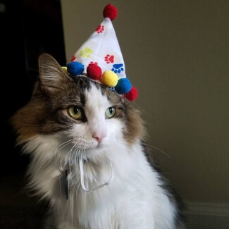 Birthday Luna